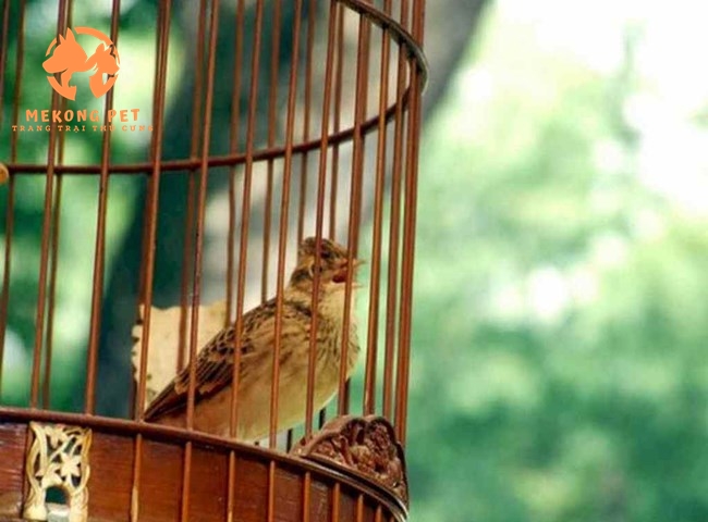 Chim sơn ca được nhiều người yêu nuôi thú cưng tại Việt Nam